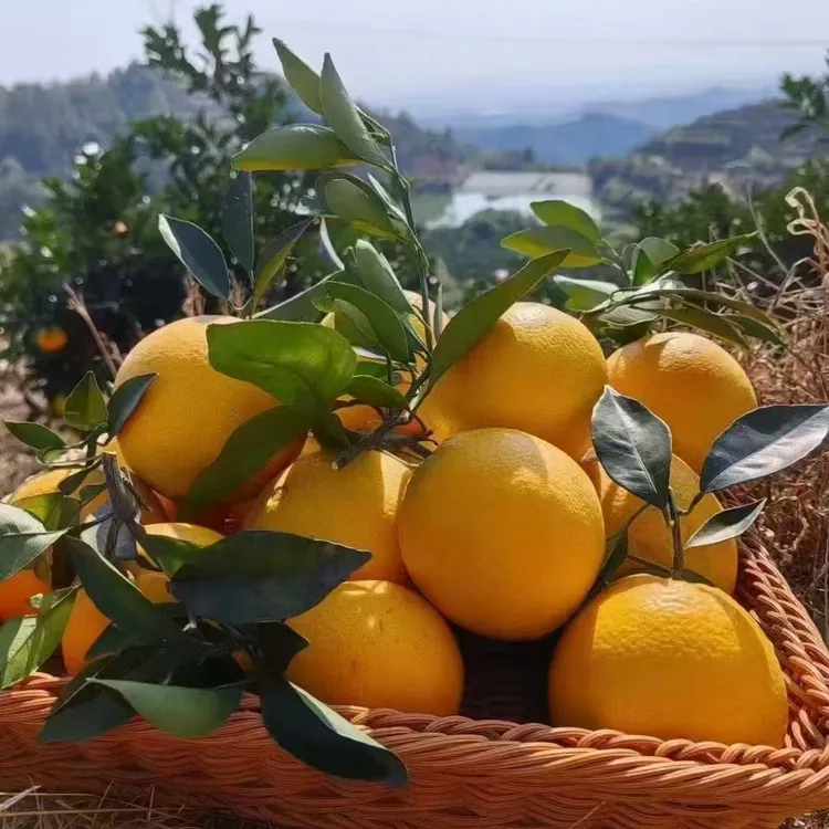 湖南特产现摘正宗道州早熟脐橙当季新鲜水果产地直发香甜爆汁