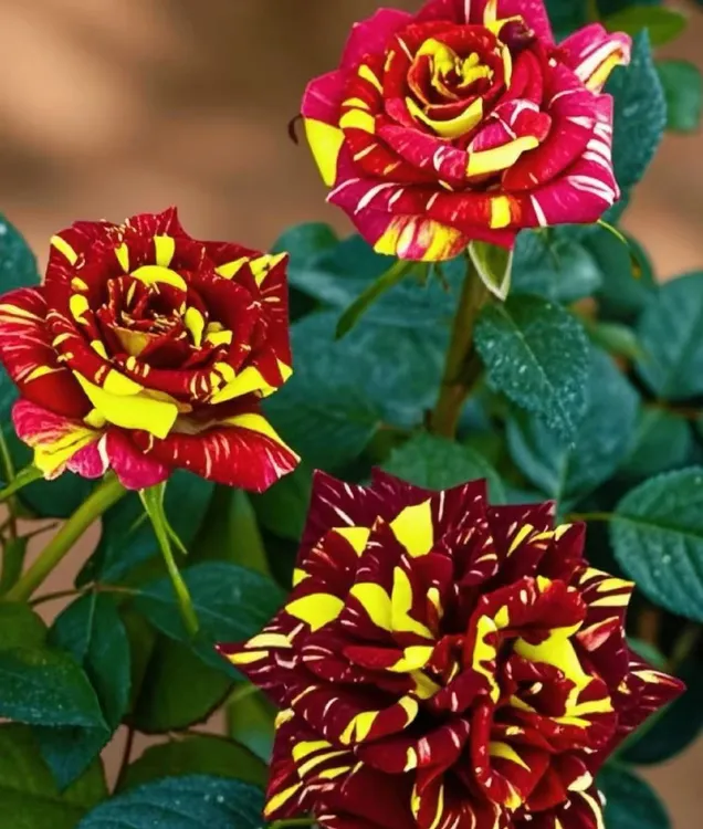 流星雨月季花苗多头可开多种花色适合阳台盆栽的月季花带花苞发货