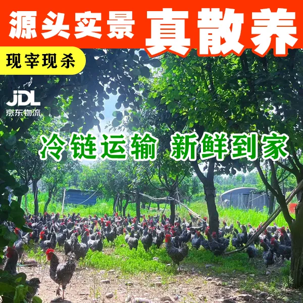 丰禾园 散养芦花鸡 7月龄以上 3斤左右（可备注切块） 包冰率不含冰