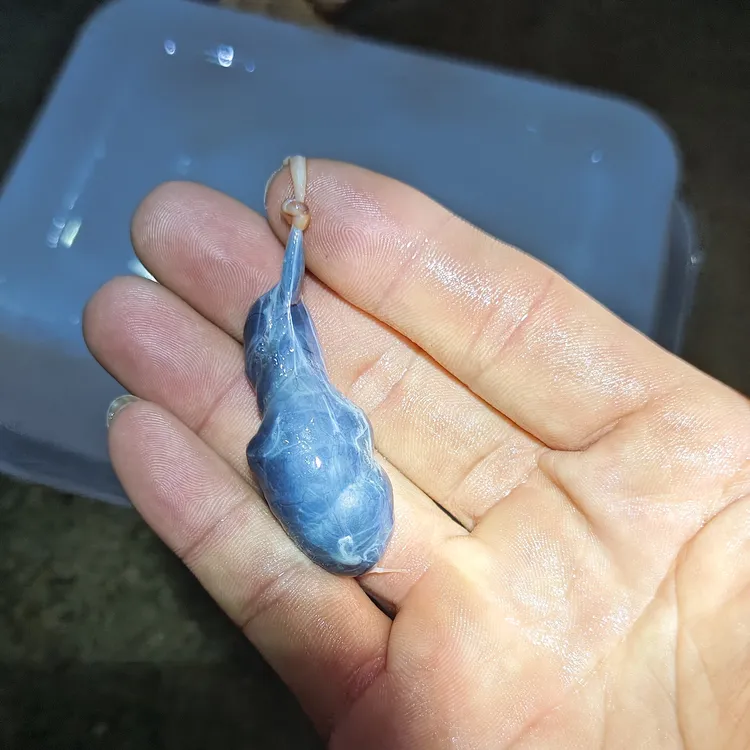 眼镜大长虫胆汁的饱满的