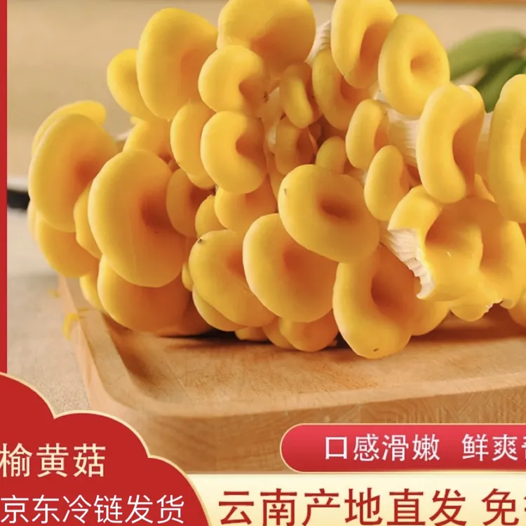 鸡油菌（榆树黄）云南新鲜鸡油菌京东冷链发货