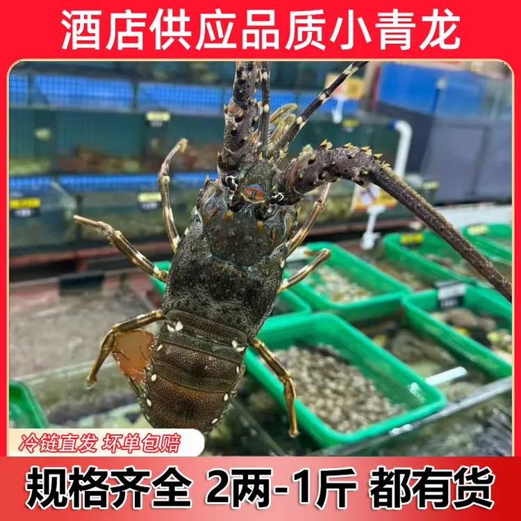 【顺丰包邮】青龙虾 活冻小青龙 新鲜龙虾 冰鲜大龙虾 鲜活速冻