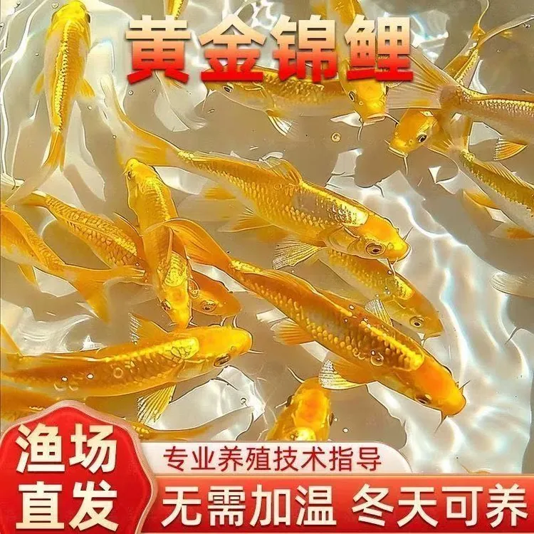 黄金锦鲤活鱼招财鱼金鱼淡水鱼好养耐活冷水鱼黄金龙凤锦鲤观赏鱼