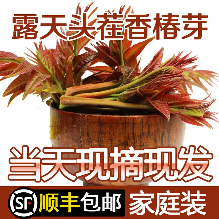 [顺丰上门]2026年山西运城现货现摘露天头茬香椿芽野生红油火香椿商品图