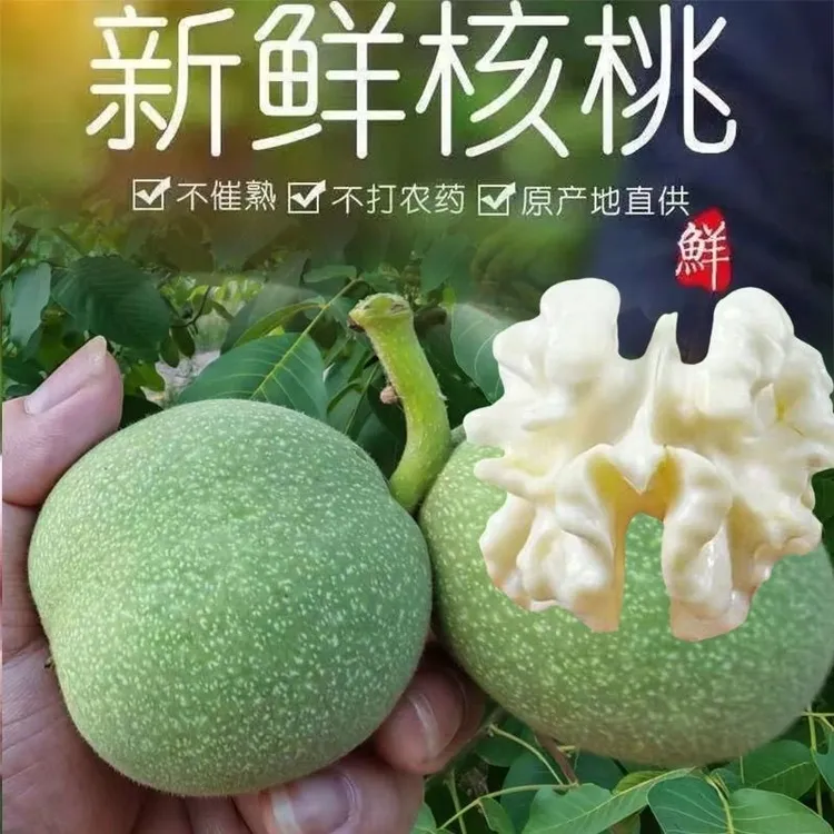 新鲜现摘青皮生核桃香甜鲜嫩营养丰富适合宝宝