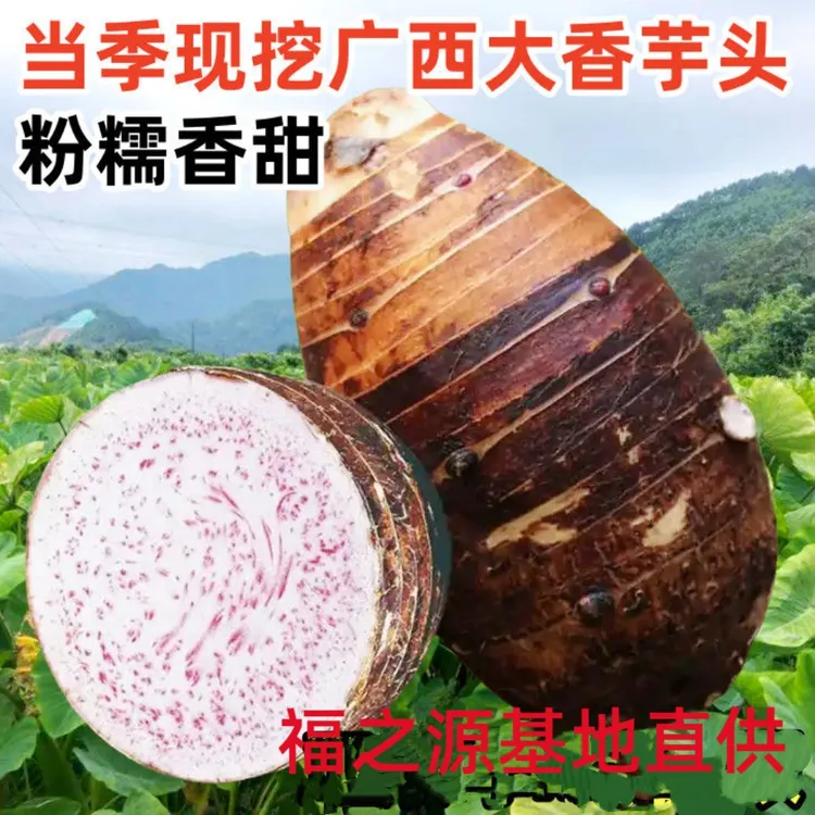 正宗荔浦芋头：大芋头现挖槟榔芋香芋芋头新鲜糯香粉