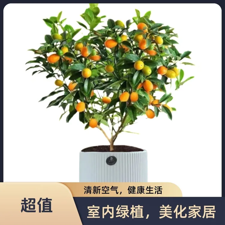 带花带果脆皮金桔树苗四季客厅室内阳台庭院均可种植的果树盆栽