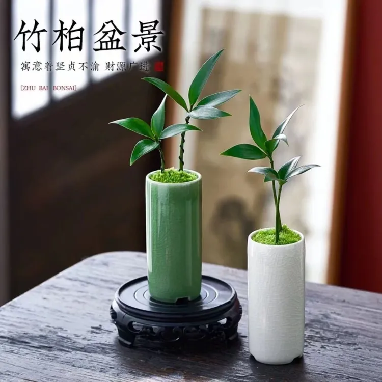 迷你竹柏掌心盆栽中式禅意桌面植物办公室绿植摆件花卉驱蚊竹柏花