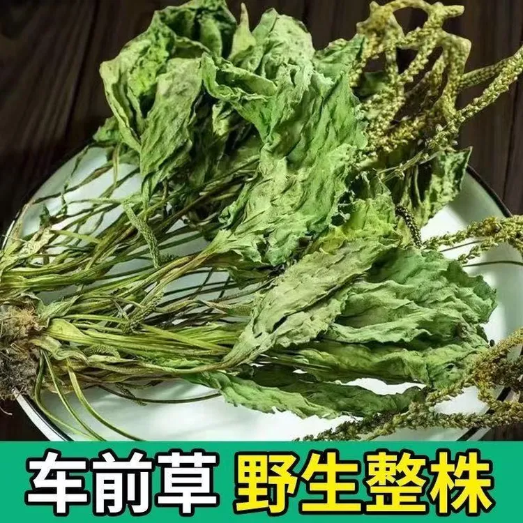 车前草野生整颗车前草全草车轱辘菜新货新鲜级干货泡茶煮水泡茶喝