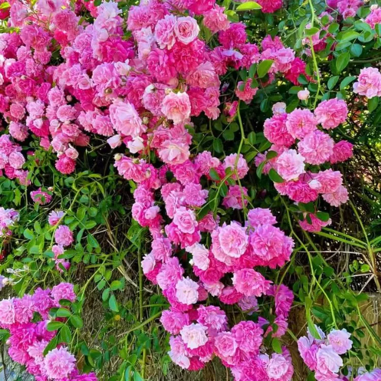 F【缠枝牡丹花种子】家庭阳台小院四季种植盆栽地栽易种易活商品图