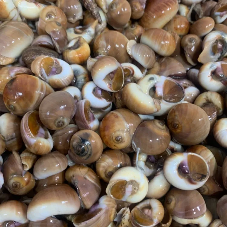 渤海湾小香螺（野生鲜活小香螺3斤-6斤)辣炒专用/全国顺丰包邮