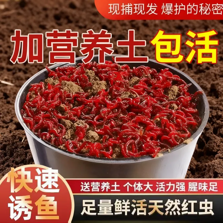 红虫新鲜活饵特大号公虫批发鱼饵蚯蚓红蛆喂鱼台钓饵料挂钩钓鲫鱼