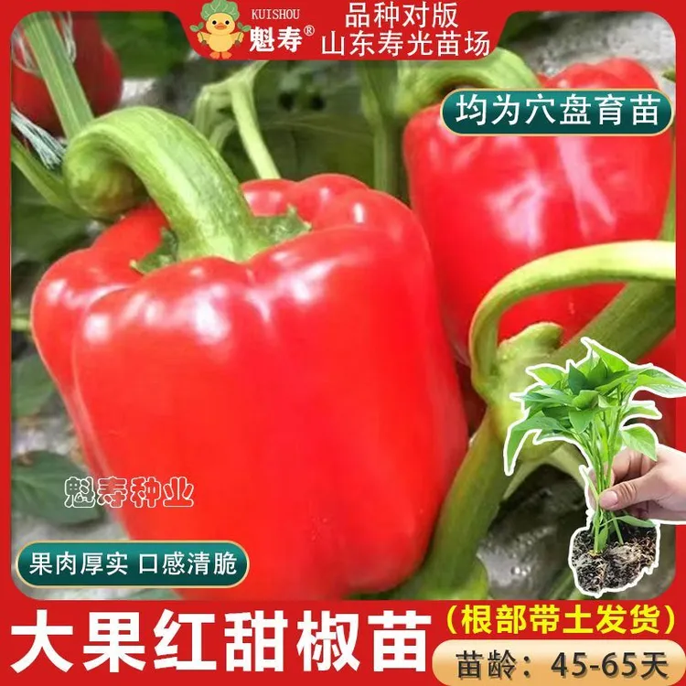 红甜椒苗子黄甜椒苗子红尖椒红辣椒种子大果彩椒蔬菜种籽大全阳台