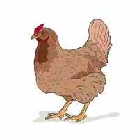 买七送三散养麻羽鸡整鸡包邮到家