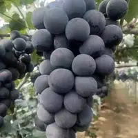 巨峰  嫁接苗  贝达砧木（一年苗 ）