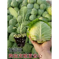 四季高产耐寒绿甘蓝苗结球牛心球甘蓝秋冬蔬菜幼苗菜苗秧苗
