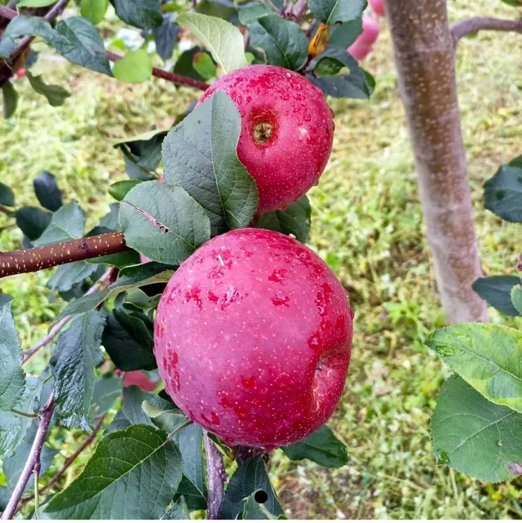 云南大秀山生态苹果【产地直发新鲜现摘现发】