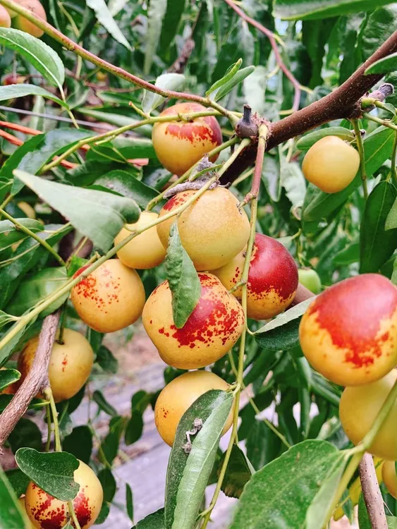 新鲜优质冬枣包装发货产地爽口好吃营养皮薄脆甜