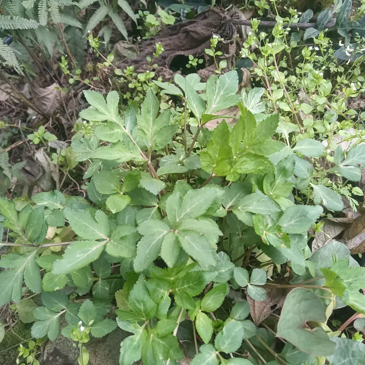 四川自然采摘中药材当归老桩苗种苗苗欧当归岷当归种苗 易成活