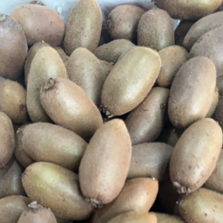 【金福小小果】陕西周至新鲜水果奇异果24/20/18粒现摘现发