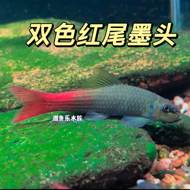 双色墨头鱼彩虹墨头独角兽除藻吃残渣工具鱼进口熊猫墨头好养耐活