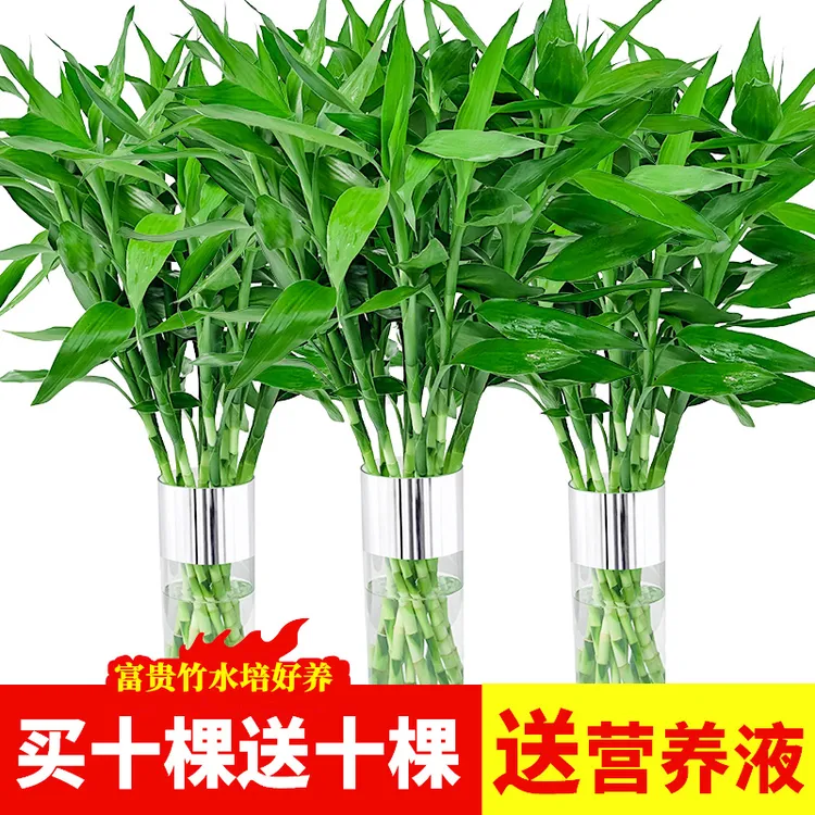 富贵竹水培植物客厅插花摆件直播节节高水养竹子室内绿萝盆栽花卉