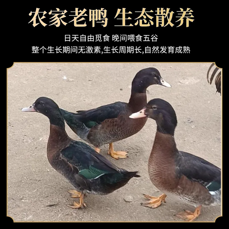 [一只溪水老鸭]现抓现杀顺丰包邮大山里原生态稻谷玉米喂养土鸭子