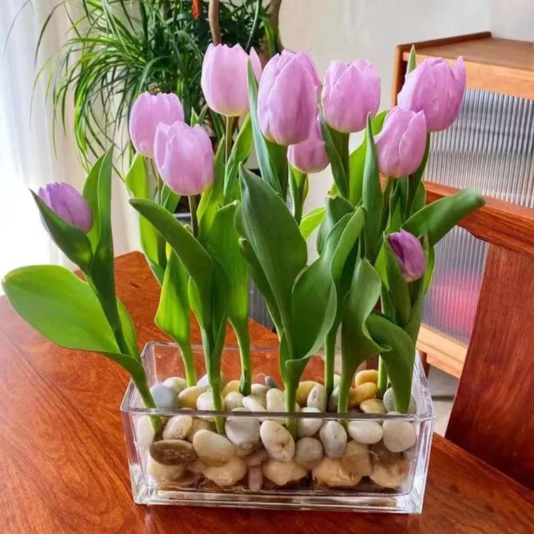 【新疆包邮】水培重瓣郁金香大种球花卉四季开花好养活室内盆栽绿植