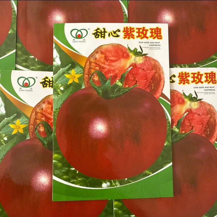 【甜心紫玫瑰柿子种子】四季种植盆栽地栽阳台小院种植