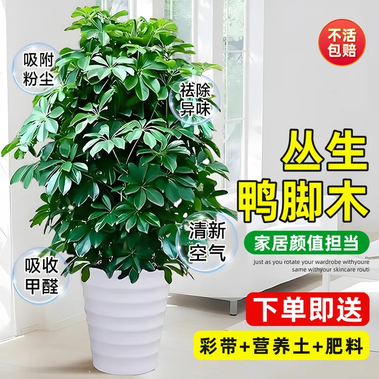 鸭脚木盆栽客厅绿植花卉室内大型八方来财鸭掌木植物发财树桌面