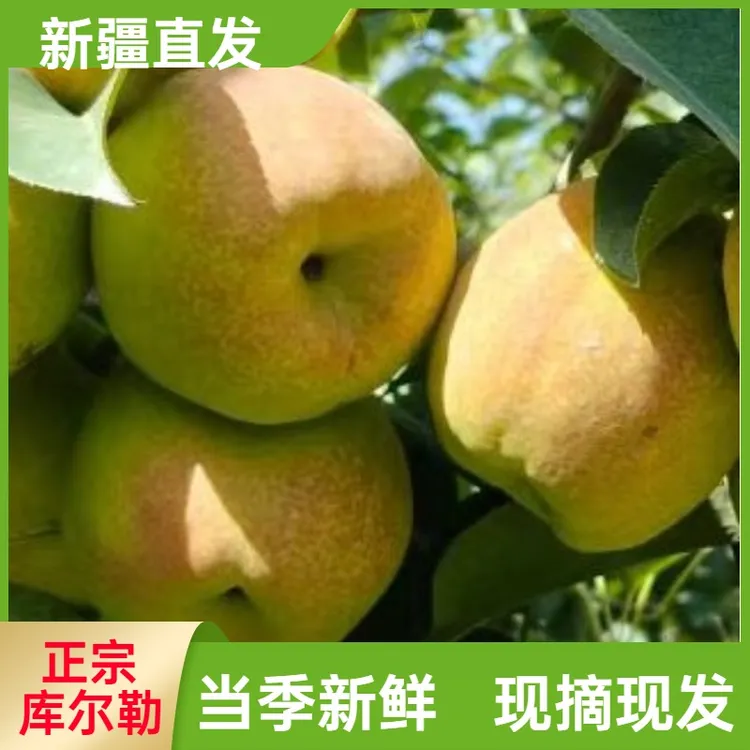 新疆库尔勒香梨西域之诺新鲜水果梨子整箱当季母梨大果小香梨包邮