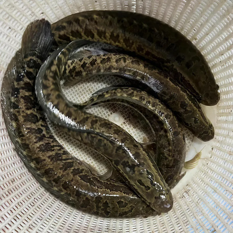 大种生鱼财鱼淡水养殖