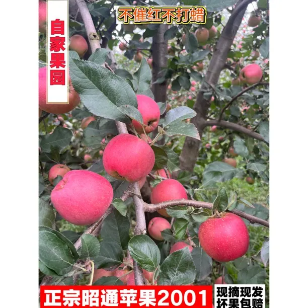云南正宗昭通丑苹果自家果园精精苹果