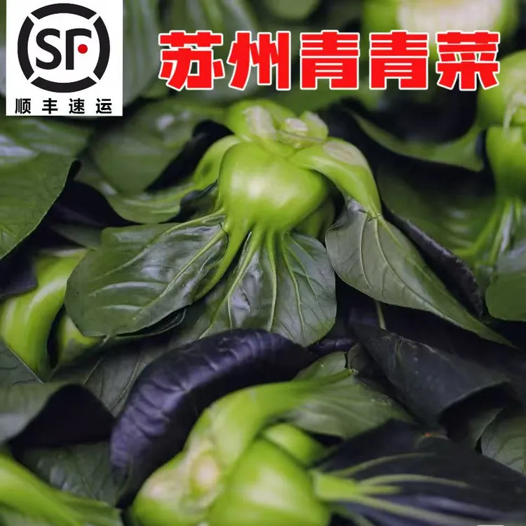 顺丰包邮苏州青青菜矮脚青菜苏北农家自种太湖菜现摘现发黑叶青菜