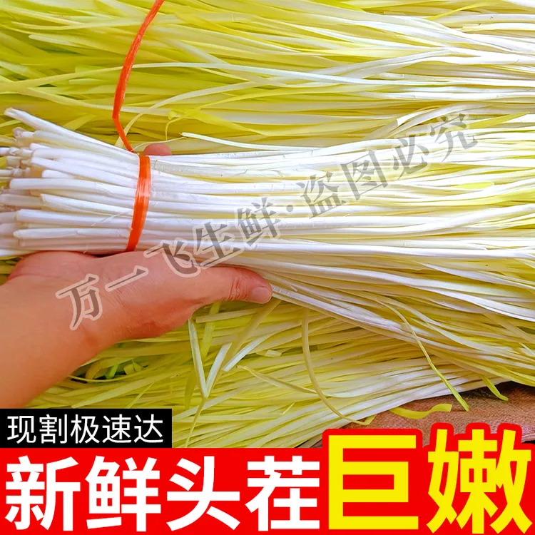 云南农家新鲜韭黄蔬菜基地当季应季时令蔬菜每日现割现发