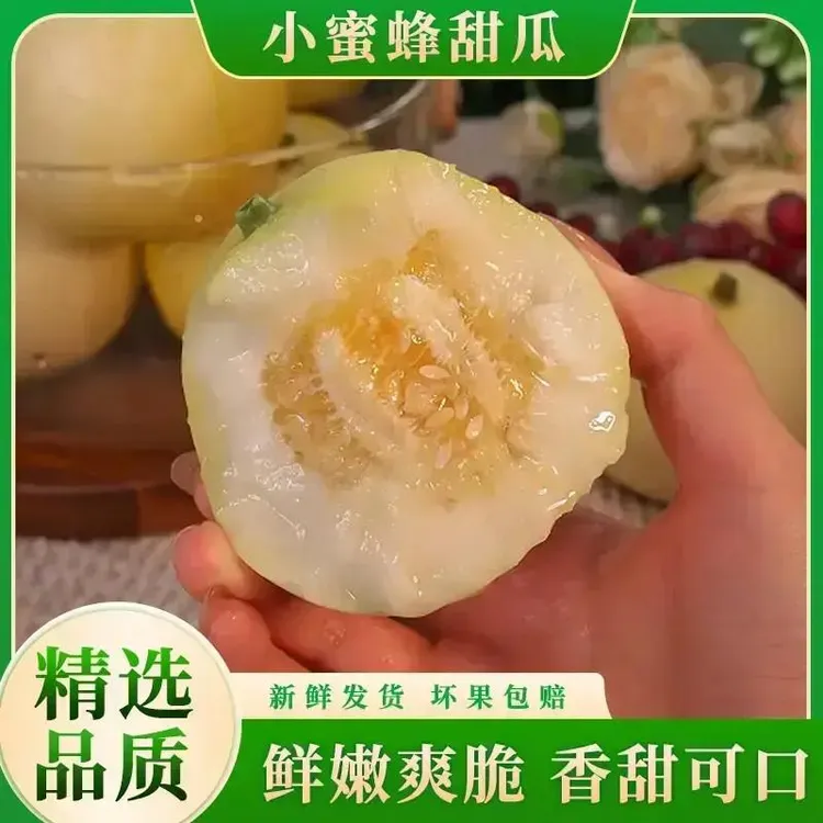 山东小蜜蜂甜瓜新鲜头茬小蜜罐甜瓜香甜多汁产地直发
