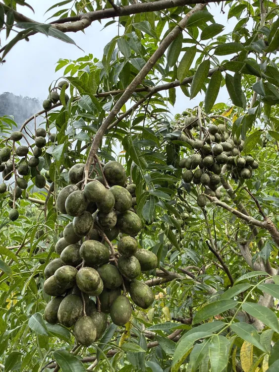 云南边境农场自产太平洋橄榄，可鲜食可腌制，美味多样。橄榄果