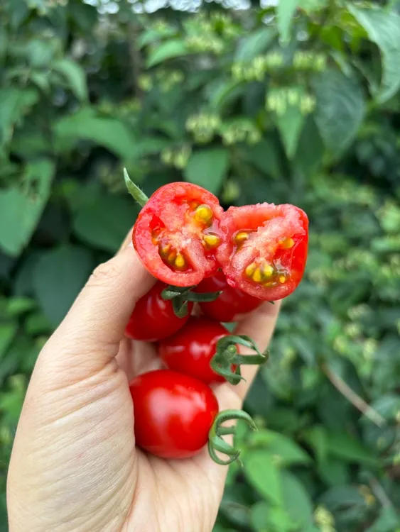 【顺丰包邮】阿峰家圣女果现摘玲珑小番茄口感好新鲜4斤小番茄