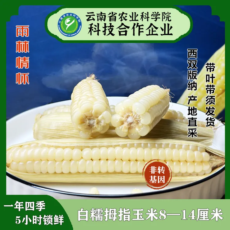 雨林情怀正宗白糯拇指玉米西双版纳新鲜甜糯非转基因真空包装营养
