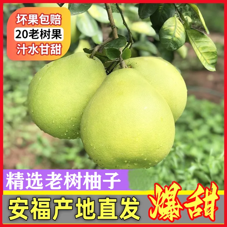 正宗江西安福金兰柚萍乡蚕子井冈蜜柚产地直发有回甘多汁微苦柚子