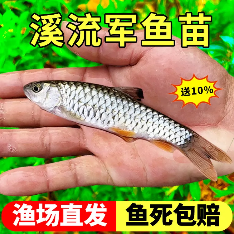 军鱼苗淡水养殖食用青竹皖鱼苗溪流路亚黄娟鱼活体观赏鱼好养耐活
