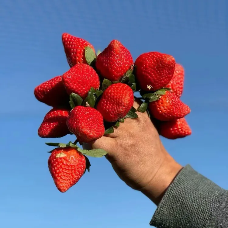 冬季露天奶油草莓新鲜采摘香甜饱满孕妇小孩水果顺丰冷链当季