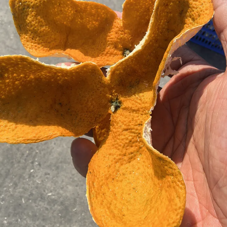 粤柑坊2025新会陈皮大红皮东甲梅江茶坑天马小冈圈枝原枝驳枝