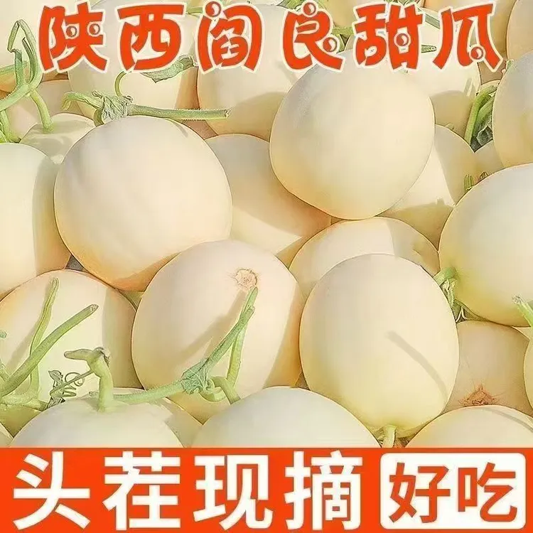 【头茬小籽甜瓜】陕西阎良甜瓜坏果包赔带箱5斤3-6个商品图