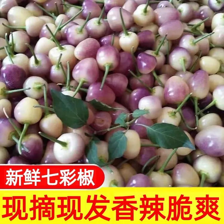 广西云南特产现摘七彩椒新鲜脆爽饱满皮薄泡椒灯笼椒五彩椒辣椒