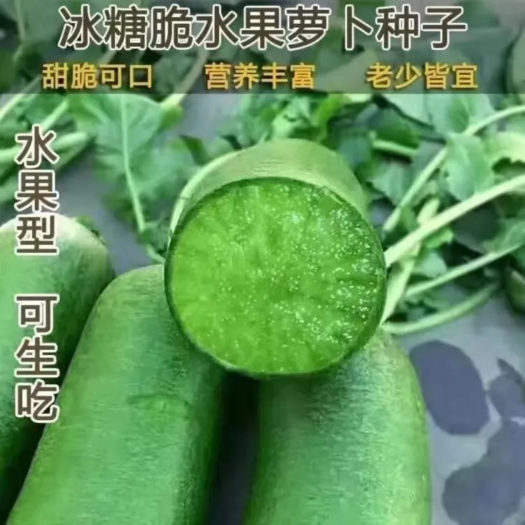 天津沙窝萝卜种籽青皮水果萝卜种正宗萝卜种子四季可种蔬菜秋冬季