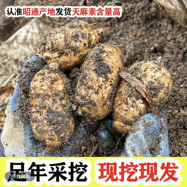 云南昭通小草坝农家乌天麻产地现挖正品仿野生新鲜天麻煲汤