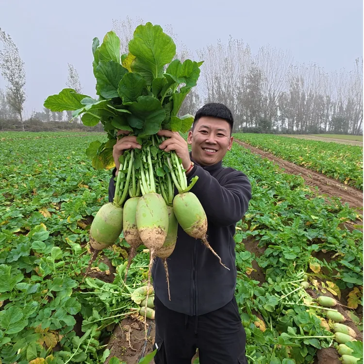 河南露天沙地青萝卜霜打老品种青萝卜新鲜现挖应季蔬菜5斤9斤