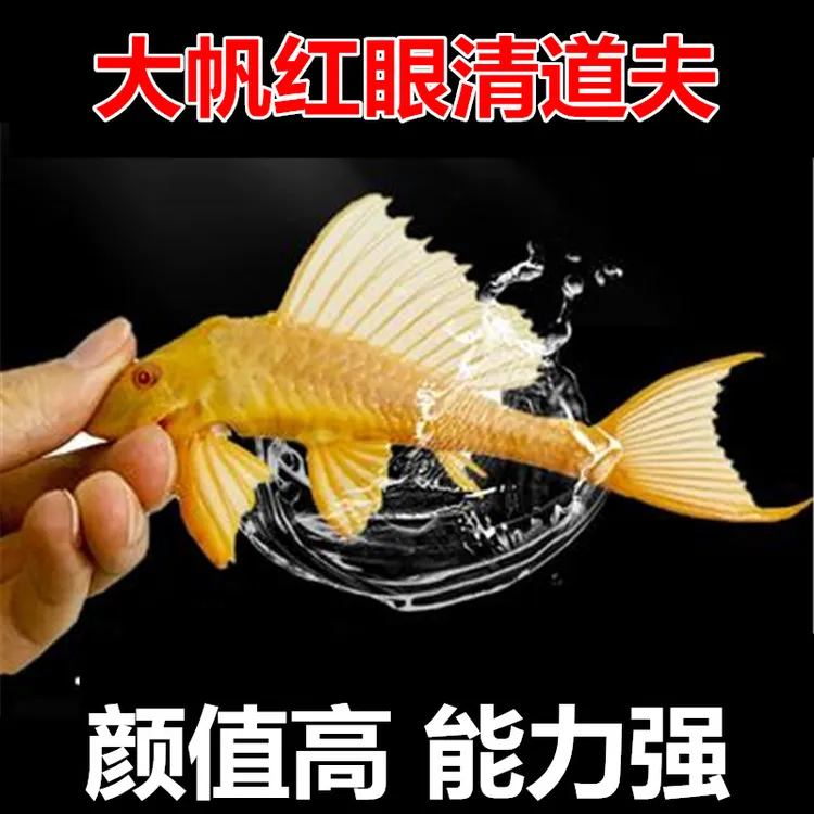 红眼黄金大帆清道夫 鱼缸清洁鱼 工具鱼 擦玻璃吃鱼便龟粪