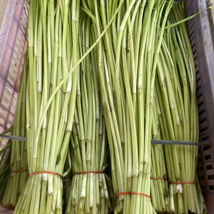 苏北高邮露天野生水芹菜新鲜去叶去根顺丰速递当季蔬菜芹菜芽